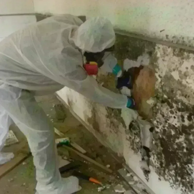 Mold Remediation and Removal in Forest Ranch, CA